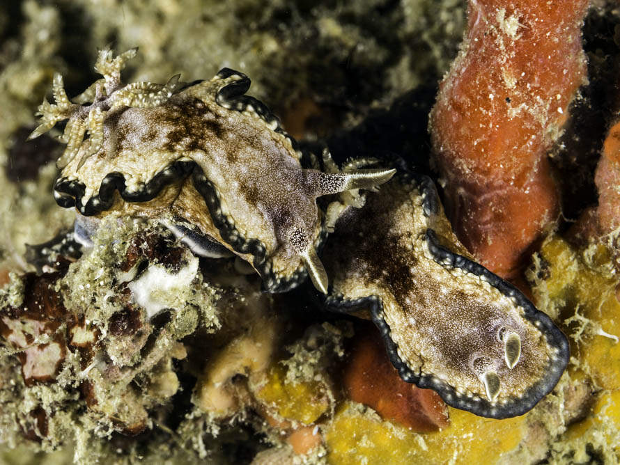Glossodoris sp. 10